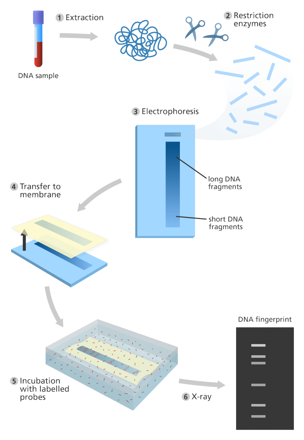 dna-fingerprinting-how-is-dna-fingerprinting-used-to-identify-a-criminal