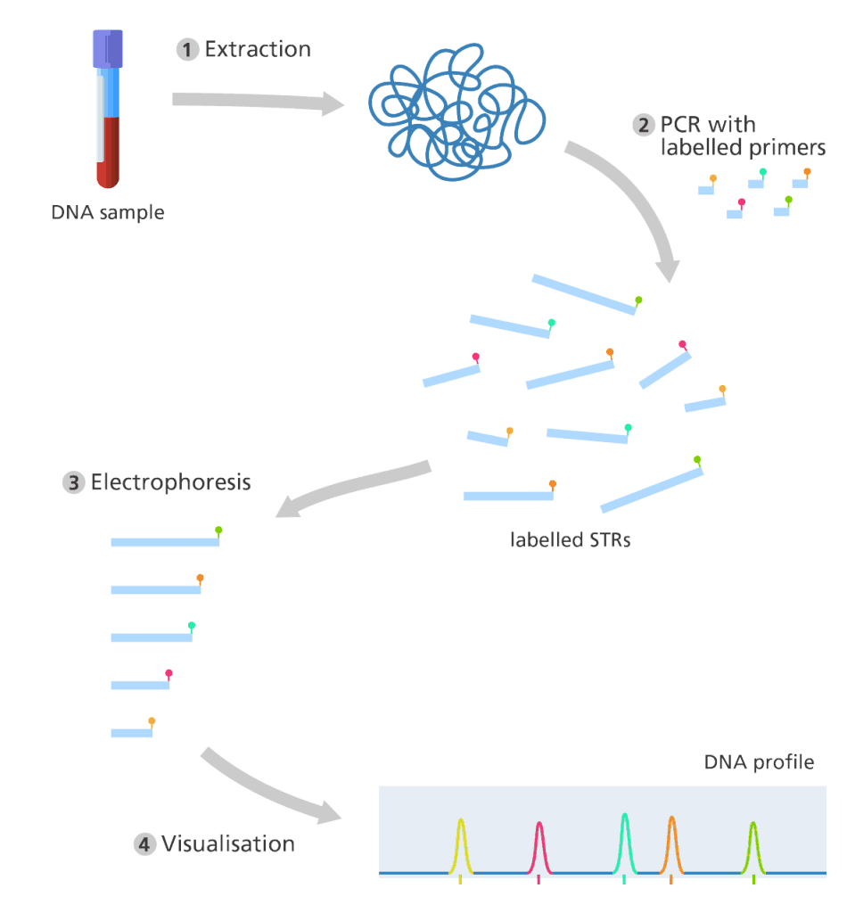 dna-fingerprinting-how-is-dna-fingerprinting-used-to-identify-a-criminal