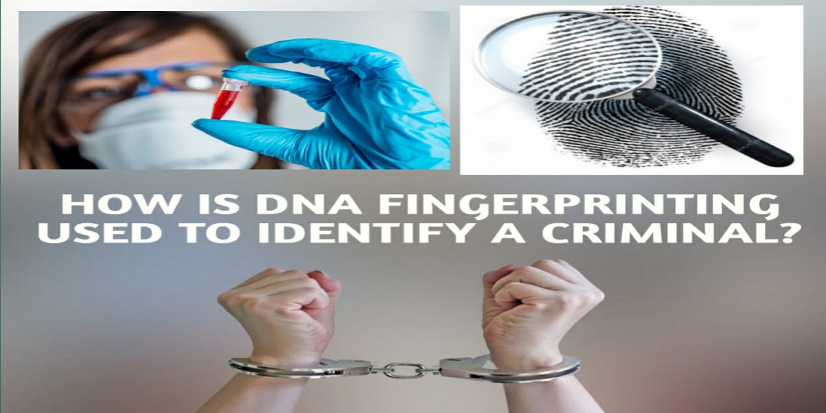DNA fingerprinting | How is DNA fingerprinting used to identify a criminal?