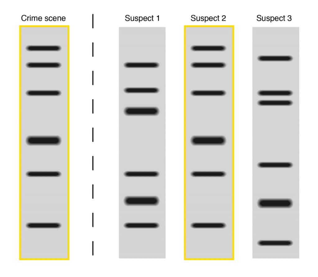 DNA fingerprinting matching