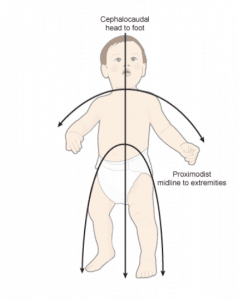 Principles of cephalocaudal and proximodistal